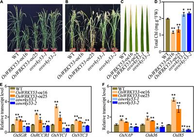 OsWRKY53 Promotes Abscisic Acid Accumulation to Accelerate Leaf Senescence and Inhibit Seed Germination by Downregulating Abscisic Acid Catabolic Genes in Rice